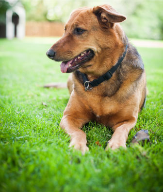 Beautiful healthy dog Rio.
