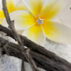 Beautiful five-pointed star with white gemstone in the centre, positioned in the centre of a yellow and white frangipani flower.
